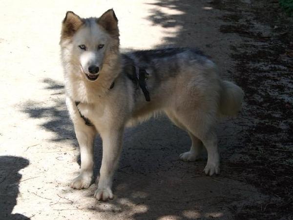 Donut, una splendida Husky Foto 3